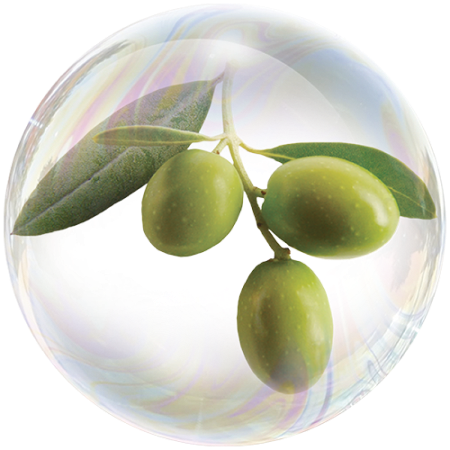 Маслина (Olea europaea)**