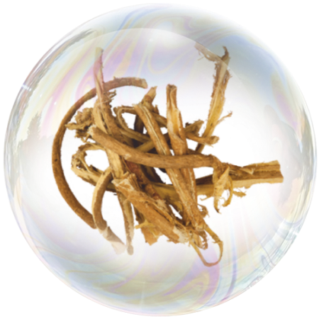 Корен от астрагал (Astragalus membranaceus) **