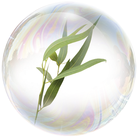 Листа от евкалипт (Eucalyptus globulus) **