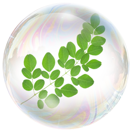 Moringa leaf (Moringa oleifera) **