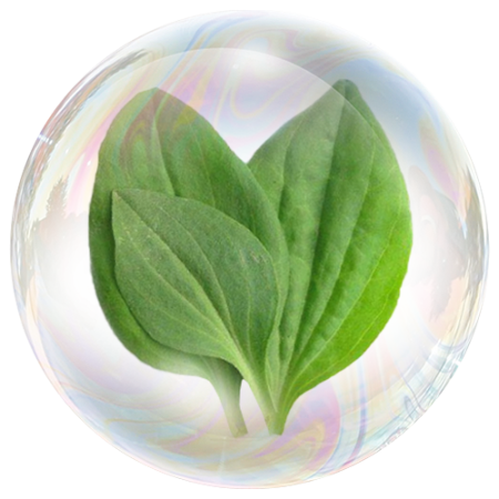 Psyllium seed (Plantago ovata) **